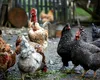 Se pune limită pentru fermele din curte. Amenzi de până la 6.000 de lei pentru cei care cresc ANIMALE la curte