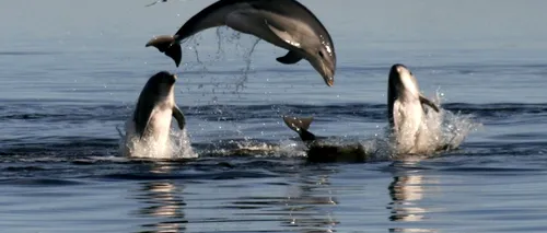 Oamenii și delfinii, aproape la fel de inteligenți. Care sunt asemănările dintre noi