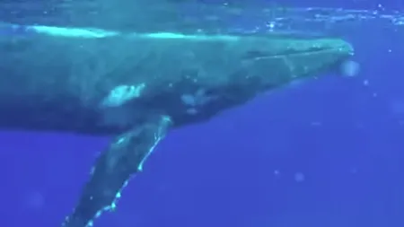 Imagini incredibile surprinse în apele oceanului. Două balene salvează o femeie scafandru de un rechin-tigru