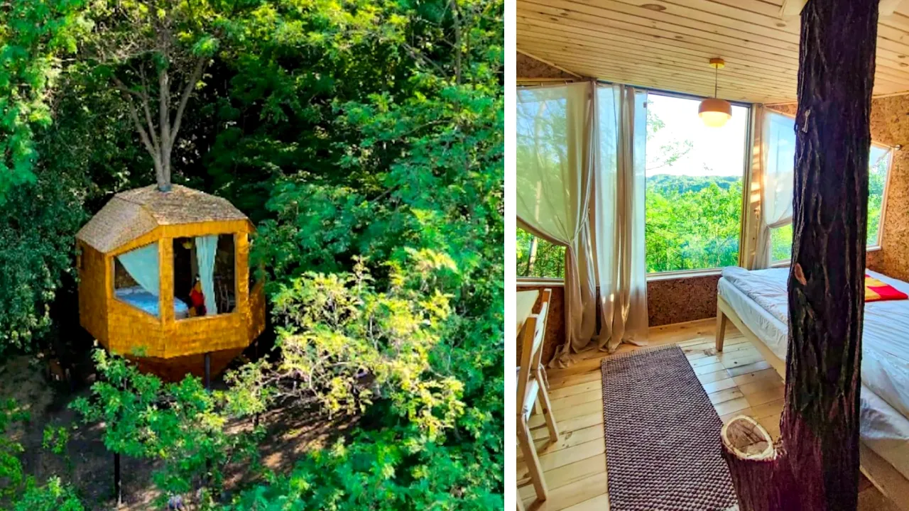 CĂSUȚA din copac, povestea unui vis din copilărie construită de doi foști corporatiști în Prahova: „Am dorit să recreăm acea bucurie de odinioară”