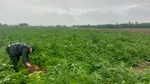 LOVITURĂ pentru agricultorii din Dolj. Tone de cartofi, abandonate pe câmp: „Am depășit perioada când veneau polonezii”