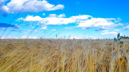 ȘOC: Ungaria și Polonia INTERZIC importurile de cereale și alimente din Ucraina!