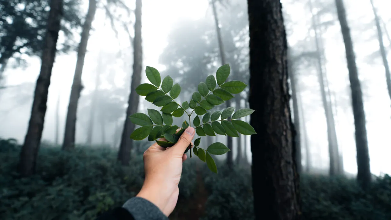 Care sunt țările în care oamenii sunt cei mai conectați cu natura. Pe ce loc se află România în acest studiu