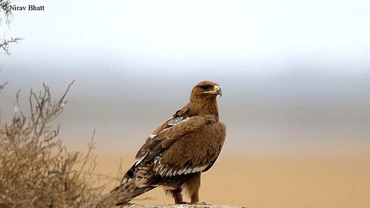 Un vultur buclucaș le dă bătăi de cap cercetătorilor. „A trimis