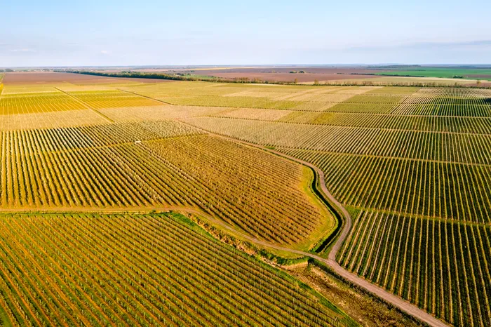 Agricultura românească este sub semnul secetei. Zonele în care arșița ajunge să afecteze culturi întregi