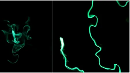 Viermi de foc bioluminiscenți „aprind” oceanul în Long Beach. Imagini virale filmate în Statele Unite