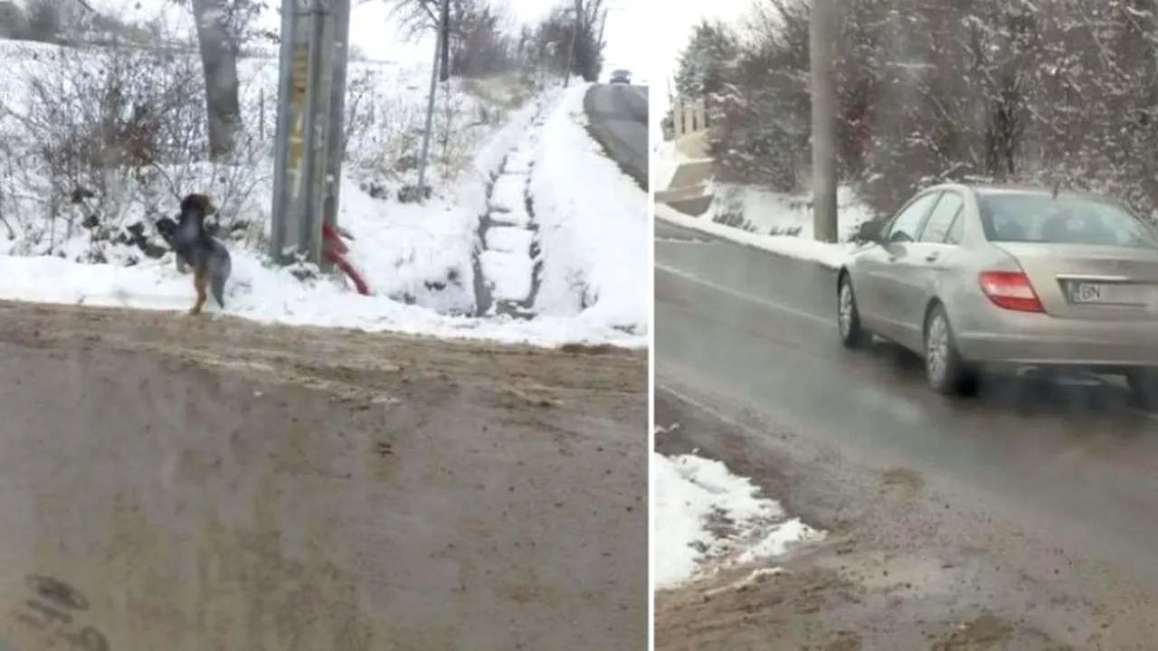 Un câine a fost abandonat în ger de o profesoară de limba română din Bistriţa: „N-am vrut să îl omor”