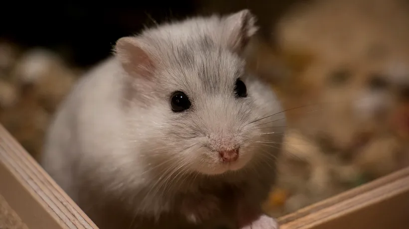 Hong Kong sacrifică 2.000 de hamsteri, după apariția unui focar de COVID-19