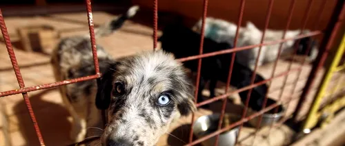 Zeci de câini au murit în urma unui incendiu izbucnit la un adăpost de lângă Timișoara
