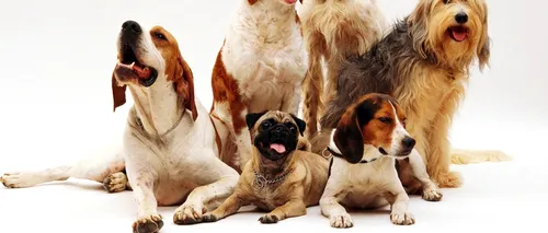 (P) Cele mai îndrăgite și populare rase de câini