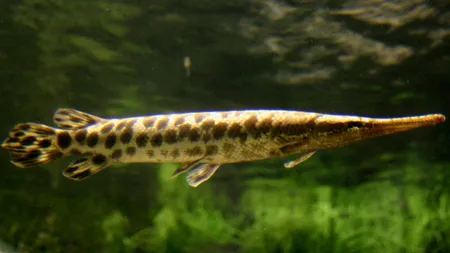 Descoperirea cercetătorilor referitor la legătura dintre oameni și pești