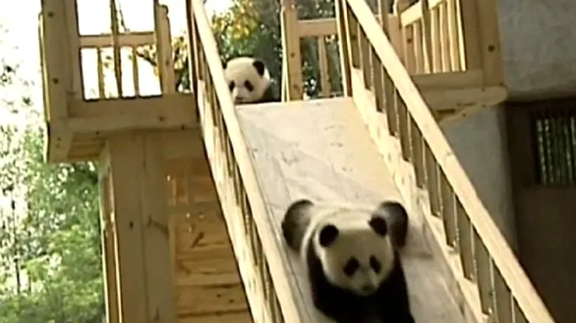 VIDEO. Patru pui de urs panda, vedete pe internet 