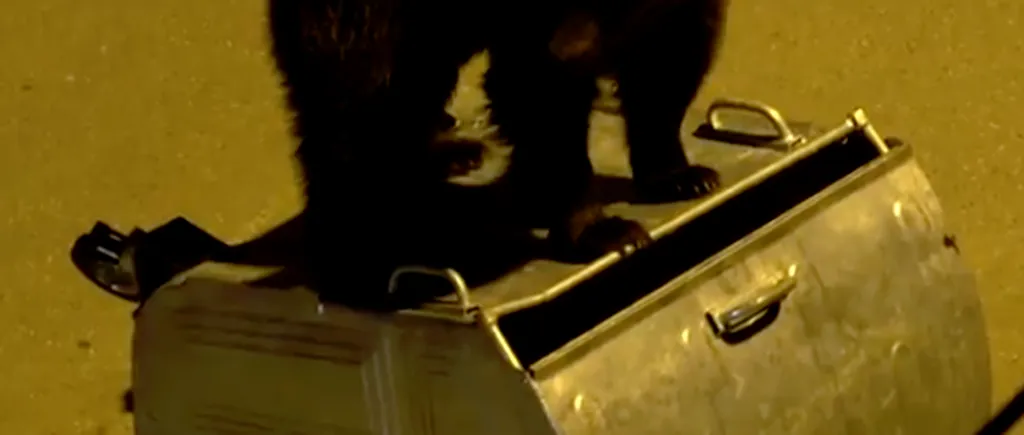 „Urșii gunoieri lovesc din nou în Bușteni: Unul se chinuie să deschidă un tomberon, iar altul se urcă pe o mașină - VIDEO