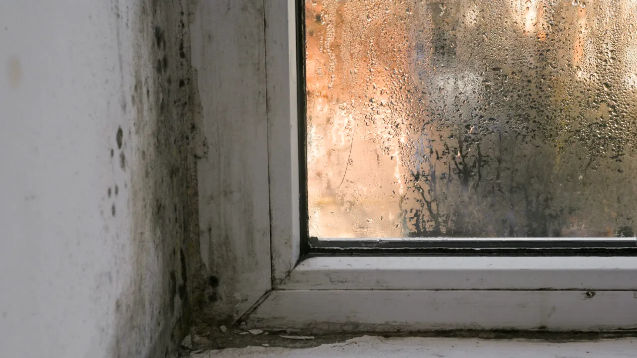 Cum să ții mucegaiul la distanță. La ce temperatură ar trebui să setezi, de fapt, termostatul iarna