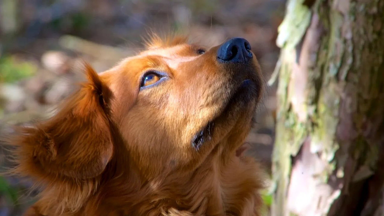 O capitală europeană majorează taxa pentru câini: 120 de euro pentru primul animal de companie