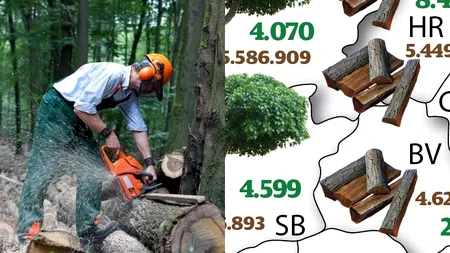 HARTA JUDEȚELOR de unde s-a exploatat cel mai mult lemn. Topul împăduririlor