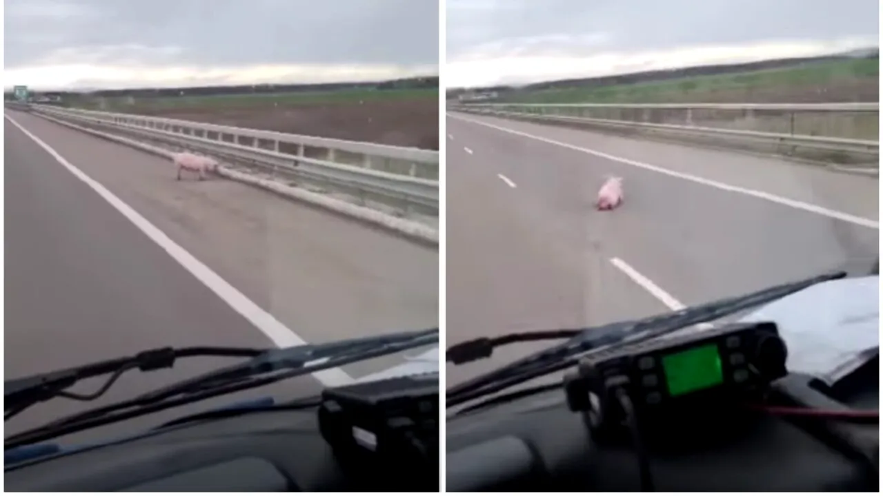 VIDEO | Ce au întâlnit în trafic șoferii care au condus pe A3! Imaginile sunt halucinante!