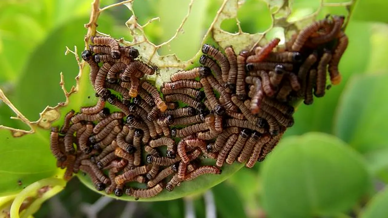 Insectele au fost aprobate ca aliment în UE. Medicul Mihaela Bilic: „Viermele de făină se dezvoltă spontan”