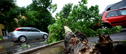 Copaci doborâți și un acoperiș smuls de vânt după o furtună de câteva zeci de minute în Târgoviște