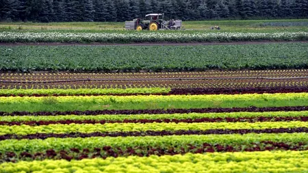 Măsura luată de ministrul bulgar al Agriculturii în favoarea producătorilor locali de fructe și legume