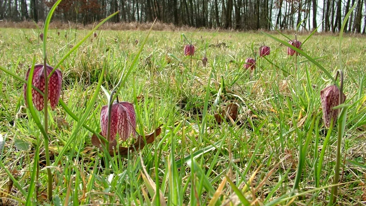 Rezervație importantă din Caraș-Severin, distrusă cu excavatoarele. Localnicii extrag ilegal un material pe care îl folosesc în construcții