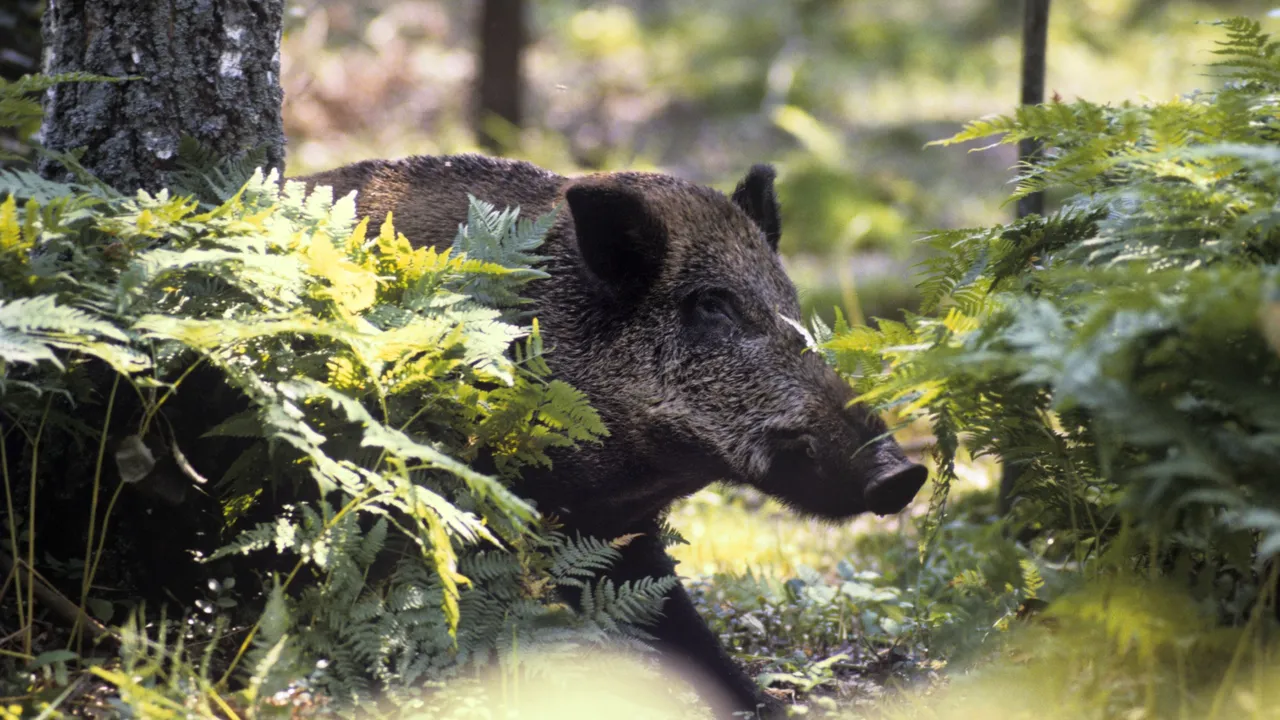 În Sălaj, au stopat virusul pestei porcine ÎN PĂDURE. Ministrul Petre Daea îl combate cu DOJENI și RECOMPENSE pentru cadavre de porci