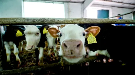 O nouă hotărâre a Comisiei Europene. Laptele va avea etichetă de origine