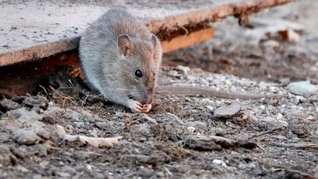 Cum să scapi de șoareci. Cele 12 produse naturale care te-ar putea ajuta să ții rozătoarele la distanță