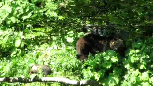 Au fugit de urși și s-au rătăcit în Munții Bucegi. Cinci turiști, căutați acum de salvamontiști
