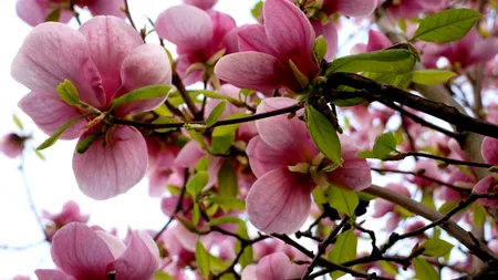 FELICITĂRI DE FLORII care pot fi trimise celor care își serbează astăzi onomastica