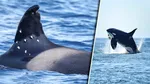 Toñi, cea mai bătrână orcă din Gibraltar, se află în pericol după ce a fost împușcată de marinari