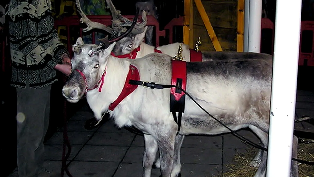 Rusia va avea echipe de salvare dotate cu reni, cămile și măgari