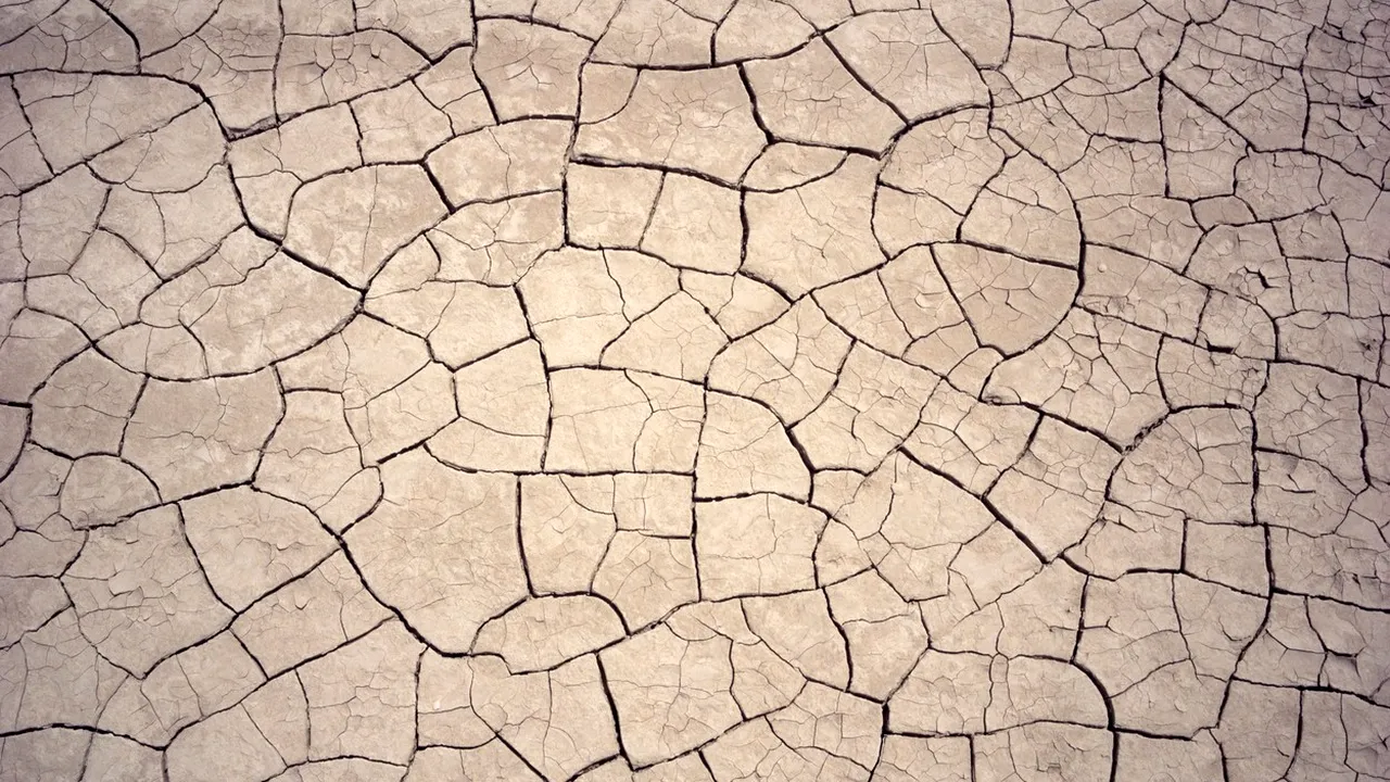 Ajutoare de stat pentru culturile afectate de secetă. Câți bani vor primi fermierii