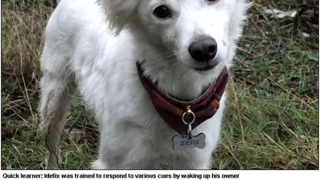 Cum a schimbat un câine viața unei femei. 