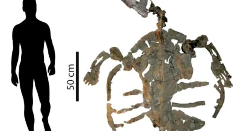 A fost descoperită cea mai veche fosilă a unei țestoase. Cercetătorilor nu le-a venit să creadă din ce perioadă provine