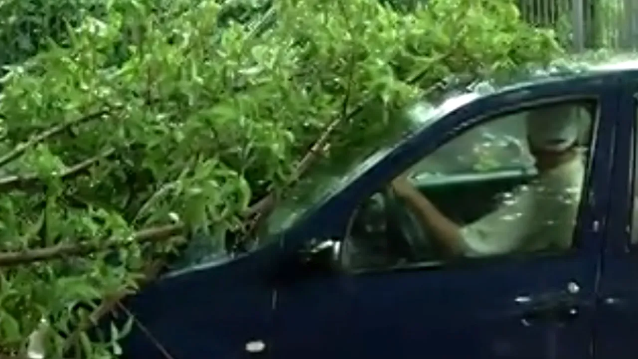 Primăria Capitalei va număra copacii uscați din București