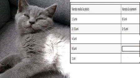 Cum calculezi ce vârstă are pisica ta, de fapt. Tabelul simplu care determină câți ani 