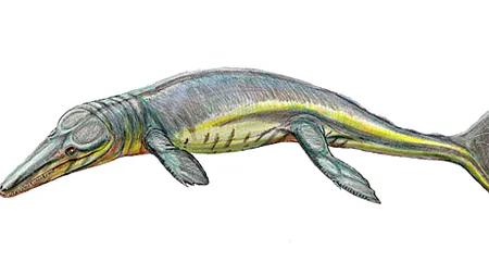 Creatură marină, descoperită în urma analizei unor fosile păstrate 100 de ani într-un muzeu