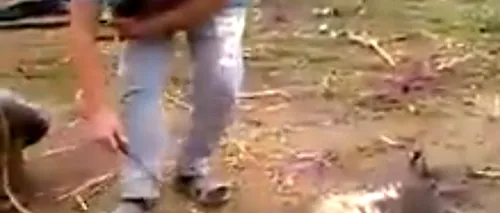 Imagini revoltătoare: un bărbat din România, filmat în timp ce pârlea un porc viu. Reacția unei asociații pentru drepturile animalelor