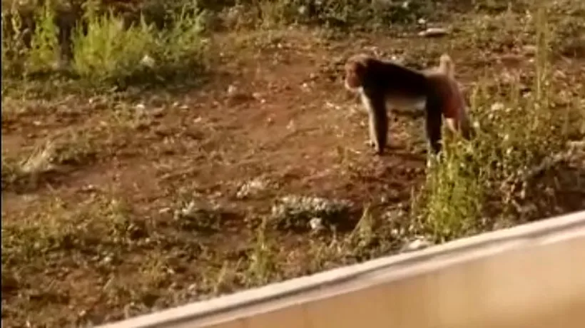 Maimuța zărită în Capitală a fost găsită în podul unei case din Sectorul 5: Am alergat-o foarte mult - VIDEO 