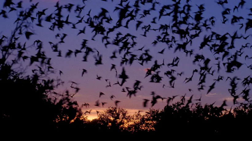 Zeci de lilieci au fost descoperiți în spatele unui aparat de aer condiționat din Pipera
