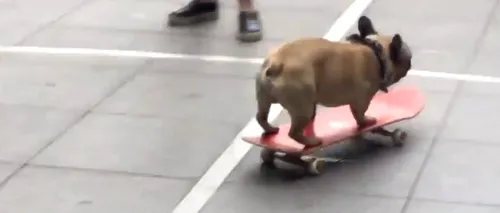 
Un buldog face senzație pe skateboard VIDEO