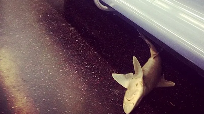Un rechin a fost descoperit într-un vagon de metrou din New York - GALERIE FOTO