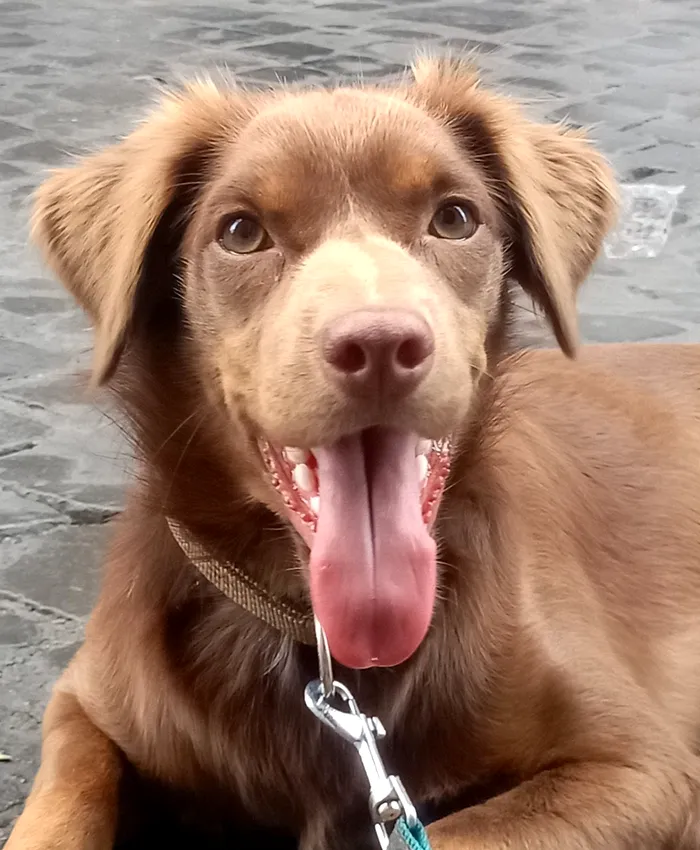 Povestea emoționantă a lui Marius. Românul a ajuns în Italia la muncă, dar a fost înșelat de angajatori și a ajuns să doarmă pe străzi, cu câinele lui / Sursa foto: Facebook