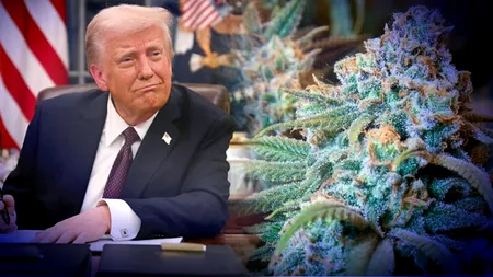 Trump semnează un ordin istoric. Canabisul nu mai e considerat la fel de periculos ca heroina sau cocaina și i se recunoaște beneficiile medicale