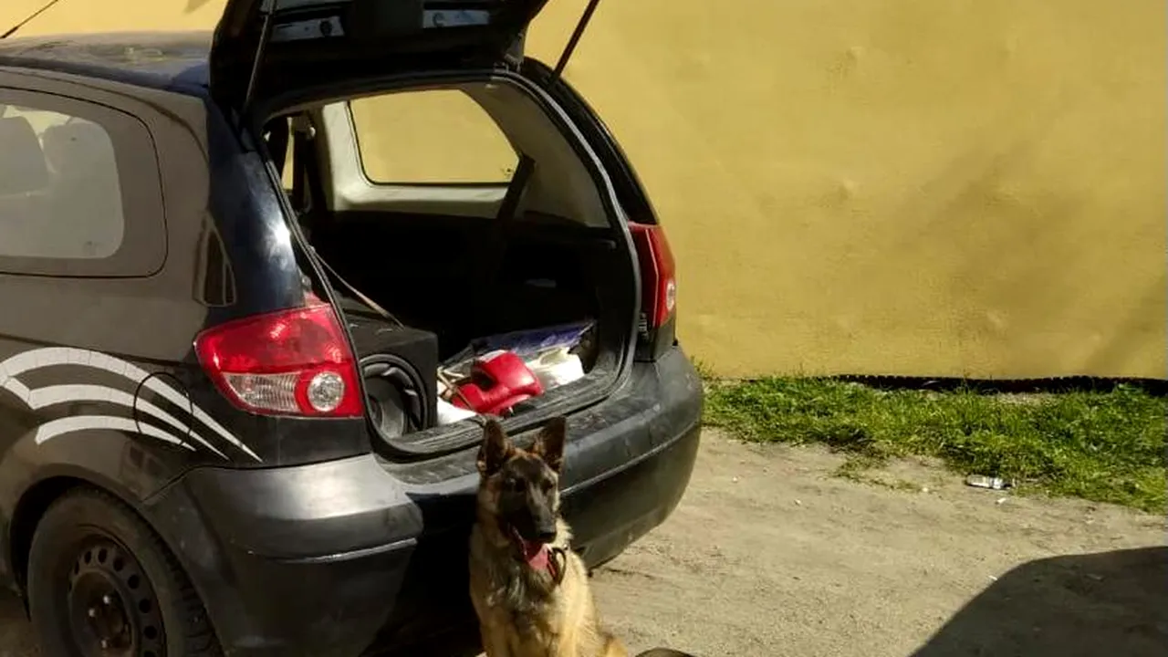 Câine abandonat într-o mașină, în Arad! Animalul, un ciobănesc belgian de aproximativ 9 luni, era legat și a stat așa două zile