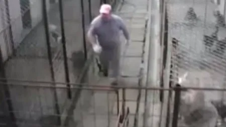 Un îngrijitor care maltrata câini fără stăpân într-un adăpost, amendat de inspectorii ANSVSA