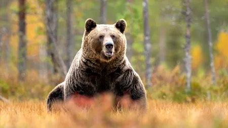 Un băiat de 14 ani a fost ATACAT de un urs în judeţul Argeş, pe Transfăgărăşan / Cum se simte victima. Precizările medicilor