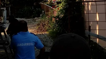 Un URS a omorât o capră într-o gospodărie din Miercurea Ciuc, apoi a ajuns în curtea unei ȘCOLI