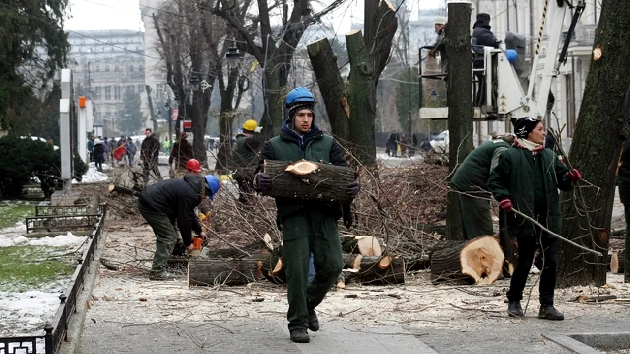 Poliția Județeană Iași a deschis dosar penal în cazul tăierii teilor din centrul orașului